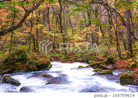 十和田奥入瀬渓流の秋の彩り紅葉黄葉と水の流れ 十和田奥入瀬渓流の秋の彩り紅葉黄葉と水の流れ 108709619
