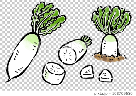 蘿蔔橫切面，銀杏切，土刷觸摸插圖 108709650