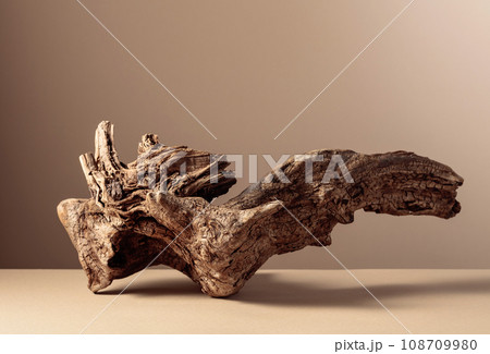Old dry wooden snag on a beige background. 108709980