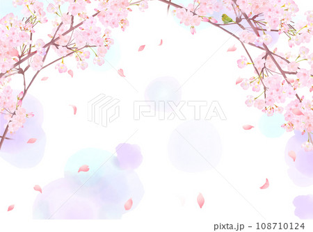 ウグイスーかわいい薄いピンク色の桜の花と花びら春の水彩白バックフレーム背景素材イラスト ウグイスーかわいい薄いピンク色の桜の花と花びら春の水彩白バックフレーム背景素材イラスト 108710124