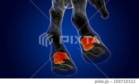 Short pastern bone horse skeleton anatomy for medical concept 3D Illustration Short pastern bone horse skeleton anatomy for medical concept 3D Illustration 108710322
