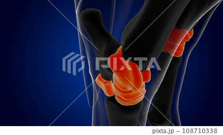 Tarsals bones horse skeleton anatomy for medical concept 3D Illustration 108710338