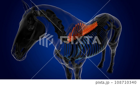 thoracic vertebrae horse skeleton anatomy for medical concept 3D Illustration 108710340
