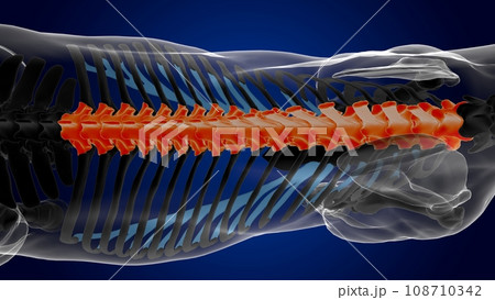thoracic vertebrae horse skeleton anatomy for medical concept 3D Illustration 108710342