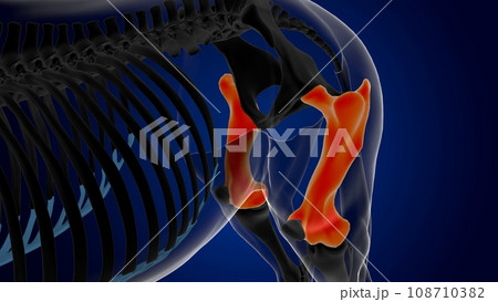 Femur bone horse skeleton anatomy for medical concept 3D Illustration Femur bone horse skeleton anatomy for medical concept 3D Illustration 108710382