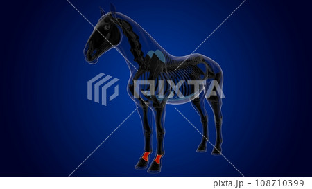 Long pastern bone horse skeleton anatomy for medical concept 3D Illustration Long pastern bone horse skeleton anatomy for medical concept 3D Illustration 108710399