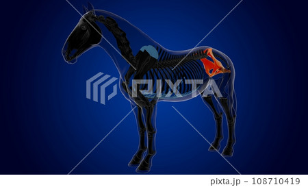 Pelvis bone horse skeleton anatomy for medical concept 3D Illustration 108710419