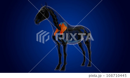 Scapula bone horse skeleton anatomy for medical concept 3D Illustration 108710445