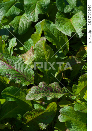 陽射を浴びる秋のエゾノギシギシ 108710640