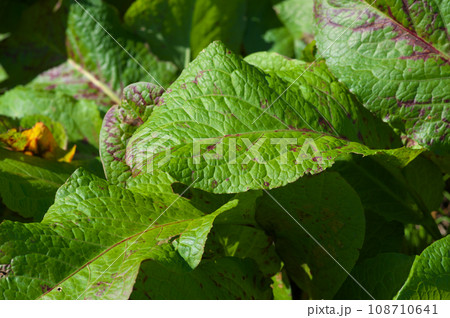 陽射を浴びる秋のエゾノギシギシ 108710641
