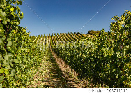 Vineyard. 108711113