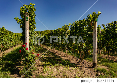 Vineyard. Vineyard. 108711114