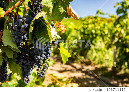 Vineyard. Vineyard. 108711115