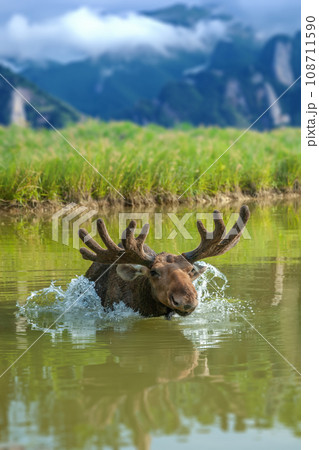 Moose swimming in lake with big horns on mountain background 108711590