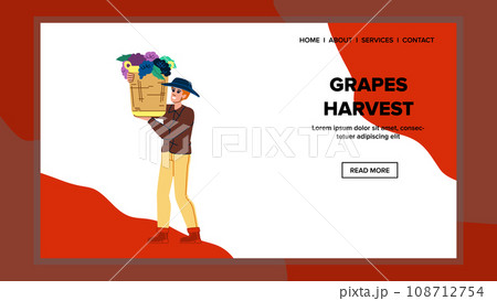 grapes harvest man vector 108712754