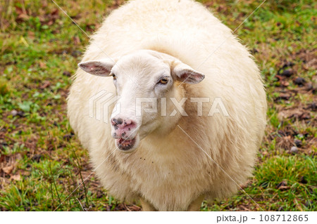 A bleating sheep grazing on a rural pasture. Close up A bleating sheep grazing on a rural pasture. Close up 108712865