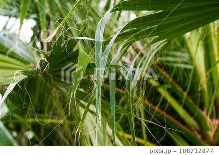 Long thread-like fibers of Washingtonia filifera palm leaf. Tropical tree leaves and with hanging threads Long thread-like fibers of Washingtonia filifera palm leaf. Tropical tree leaves and with hanging threads 108712877