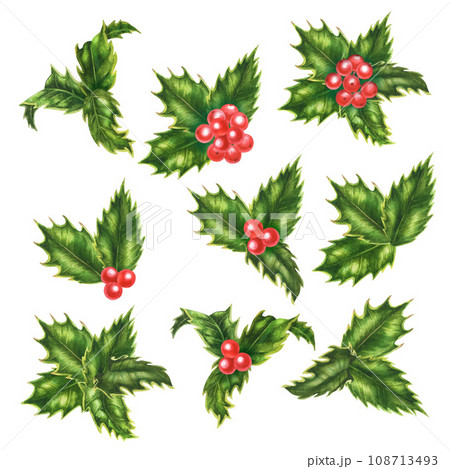 Christmas watercolor holly branches, leaves and berries for New Year illustration, invitations, post cards. banners and frames Christmas watercolor holly branches, leaves and berries for New Year illustration, invitations, post cards. banners and frames 108713493
