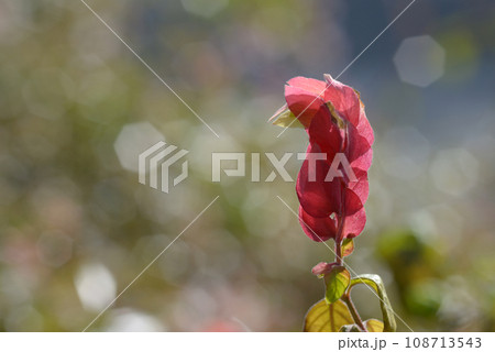 コエビソウ 108713543