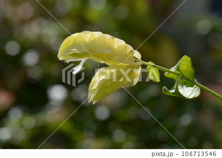 黄色いコエビソウ 黄色いコエビソウ 108713546