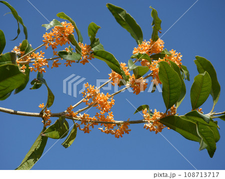 キンモクセイ 108713717