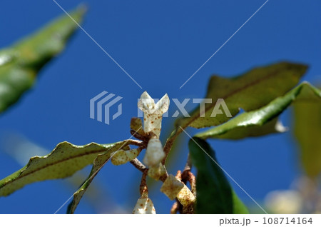 ナワシログミの花 108714164