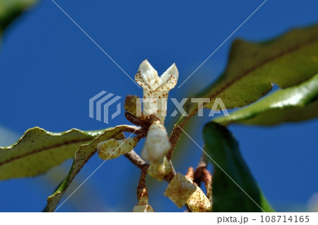 ナワシログミの花 108714165