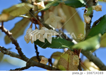 ナワシログミの花 108714169