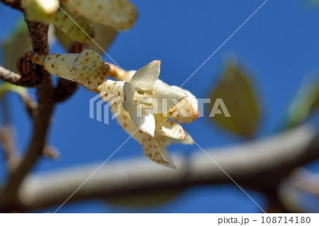 ナワシログミの花 108714180