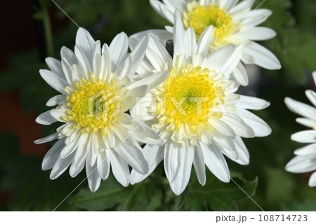 チョウジギク 108714723