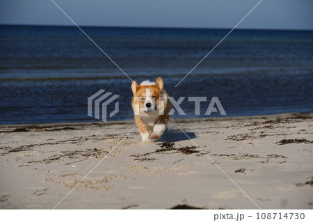 Portrait of welsh corgi pembroke puppy running on the beach Portrait of welsh corgi pembroke puppy running on the beach 108714730