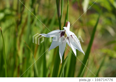 アシダンセラ 108714776