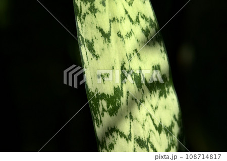 葉模様 自然の造形 葉模様 自然の造形 108714817