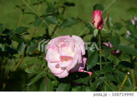 凛 バラの花 凛 バラの花 108714940