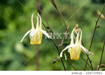 白色の花弁状の萼片から見える黄色の花弁が面白い下を向いたキバナノヤマオダマキの花が美しい 白色の花弁状の萼片から見える黄色の花弁が面白い下を向いたキバナノヤマオダマキの花が美しい 108714961