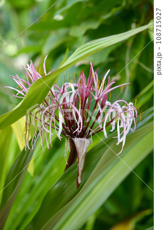 クィーン・エマ・リリー 108715027