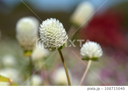 センニチコウ 108715040