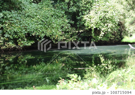 緑の樹々と植物とそれらがうつる水鏡の水面の池がある公園の風景 108715094