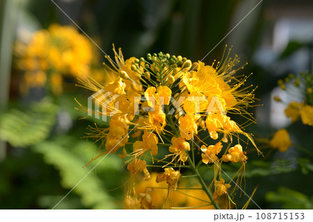 オウコチョウ 108715153