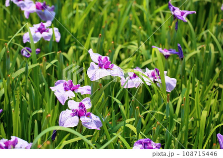 ハナショウブの花 須磨の花 ハナショウブの花 須磨の花 108715446