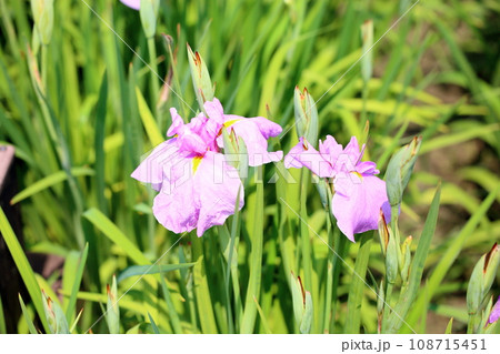 ハナショウブの花　宿の桜 108715451