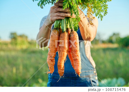 Close-up of harvest of carrots in hands of female farmer, farmer's market 108715476