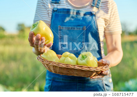 Farmer's hands with a basket of sweet yellow pepper harvest, farmers market 108715477