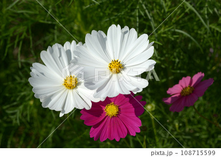 コスモスの花 コスモスの花 108715599