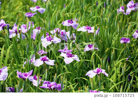 ハナショウブの花　葵形 108715725