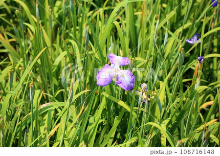 ハナショウブの花 ハナショウブの花 108716148