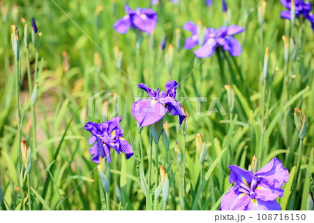 ハナショウブの花 王昭君 ハナショウブの花 王昭君 108716150