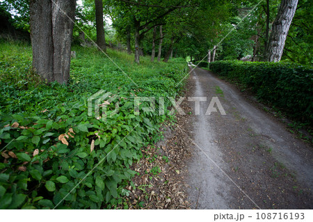 Forest road. Eastern Europe forest. 108716193