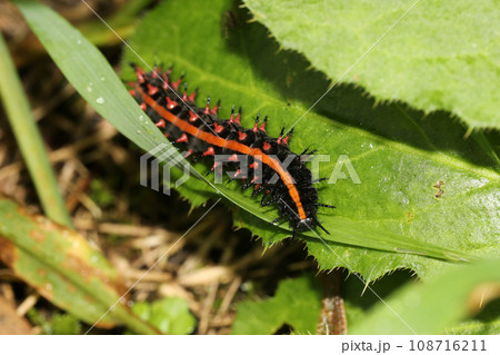 ツマグロヒョウモンの幼虫 108716211