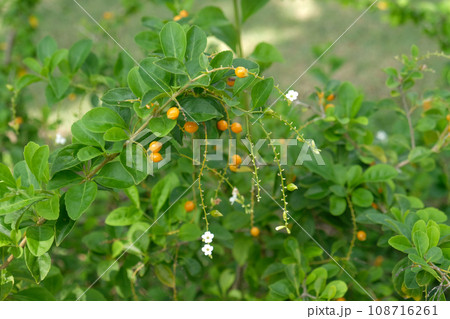 Duranta Erecta and white flower 108716261